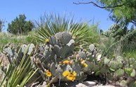 The Living Desert State Park