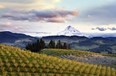 Hood River Vineyards Photo