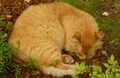 Camp cat