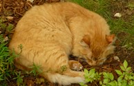 Camp cat