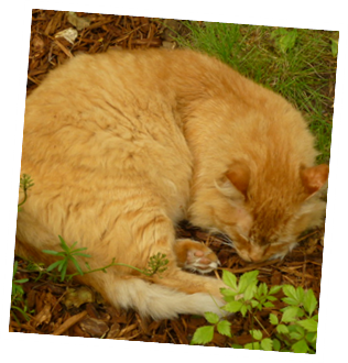 Camp cat