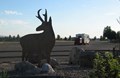 Watch for Antelope