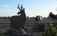 Watch for Antelope