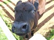 Petting Zoo Photo