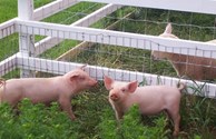 Petting Zoo
