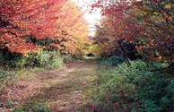 Fall Colors