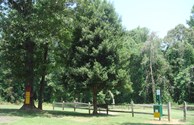 Pet Walk