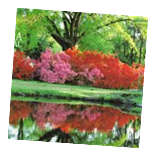 Azalea Festival Photo