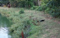 Otters come to visit!