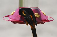 Hummingbird?