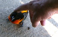 A Feathered Friend