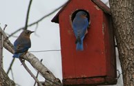 Beautiful Blue Birds
