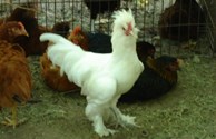 "Costello" one of our Barnyard Exotics