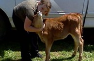 "Daisy" our Gurnsey Calf