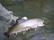 Fantastic trout fishing Photo