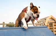 Dog Park