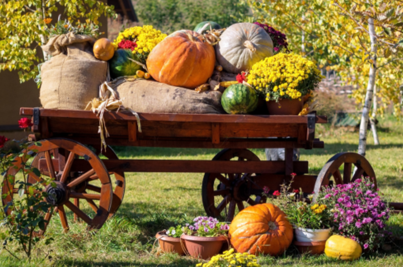 Harvest Hoedown: A Fall Festival Weekend Photo