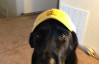 Pet Friendly KOA
