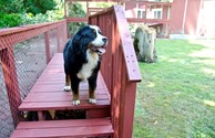 Dog Park