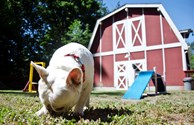 Dog Park