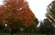 Fall colors