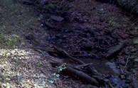Steam along nature/lake trail