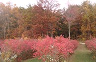 Fall Blueberry Fields