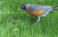 A robins lunch