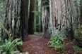 Redwood Forest Photo