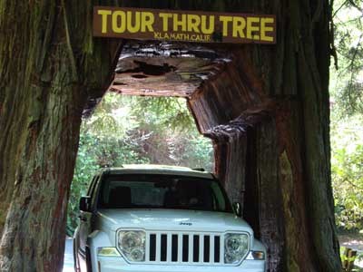 Tour Thru Tree (20 miles)