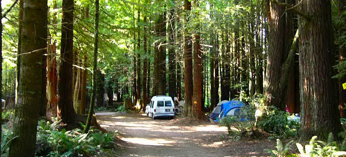 Redwood Forest  Tent Sites