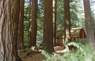 Camping cabins in the Redwoods