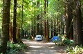 Redwood forest tent sites