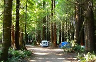 Redwood forest tent sites