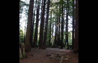 Redwood forest tent sites