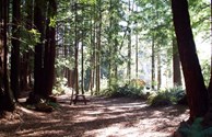 Tent sites in the forest.