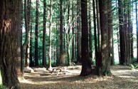 Redwood forest tent camping