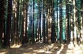 Redwood forest tent site