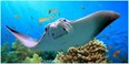 Grapevine Sea Life Aquarium Photo