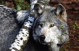 Lakota Wolf Preserve Photo