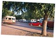 Mature trees in some sites Photo