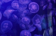 Denver Aquarium