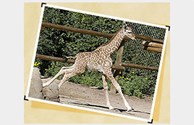 Denver Zoo