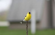 State Bird Of Iowa