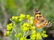 Wildlife Viewing Photo