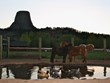 Campground Petting Zoo Photo