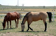 Horse and Pet Walk Areas