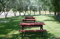 Shaded Picnic Area