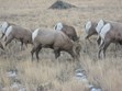 The National Bighorn Sheep Interpretive Center Photo