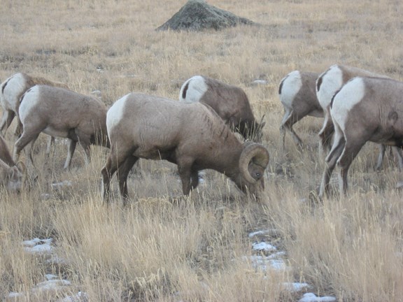 The National Bighorn Sheep Interpretive Center